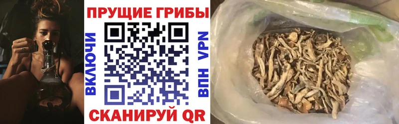 Псилоцибиновые грибы Cubensis OMG зеркало Сольвычегодск
